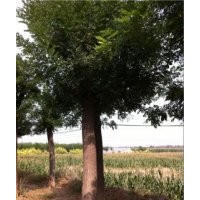 國槐樹基地山東魯韻國槐樹基地品種優(yōu)質(zhì)價格實惠