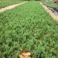 大量供應(yīng)小苗:地柏小苗 、灑金柏小苗、檜柏小苗