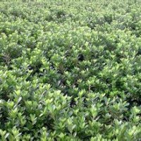 大量供應小苗:杜鵑小苗、春鵑小苗、紫鵑小苗