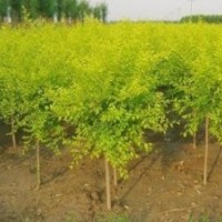 出售各種園林綠化苗木