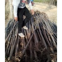 2-5公分青皮垂柳