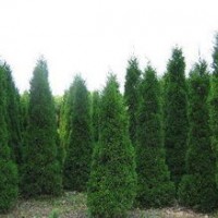 蜀儈專業(yè)合作社 專供優(yōu)質蜀儈