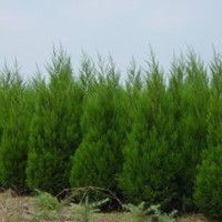 苗圃精品蜀儈 蜀儈苗圃 專供蜀儈