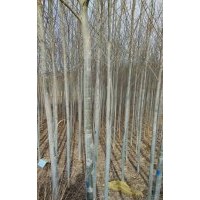 大量銷售河北楊2-6公分 新疆楊 香花槐 油松