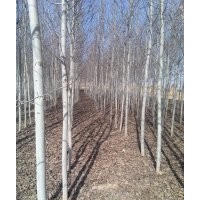 供應(yīng)：河北楊，毛白楊
