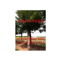 山東菏澤國(guó)槐樹價(jià)格