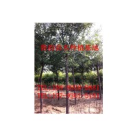 山東6公分國(guó)槐現(xiàn)在價(jià)格