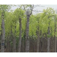 金葉榆【矮稈】珍珠梅 欒樹