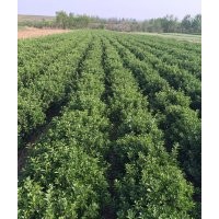 供應(yīng)山東冬青苗球，大葉黃楊球苗，木槿，櫻花，北海道黃楊