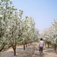 正宗造型八棱海棠樹