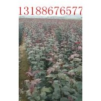 皇家雨點(diǎn)海棠價(jià)格