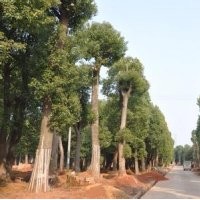 42公分-50公分精品移栽骨架香樟樹 冠幅好