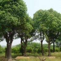 35公分-40公分香樟樹 湖南精品香樟樹
