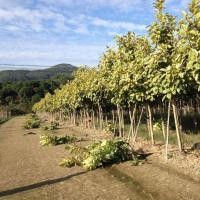 富貴榕/花葉富貴榕