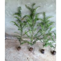 長(zhǎng)期出售紅豆杉，小苗，大樹