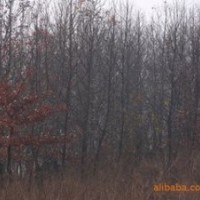 桿徑12公分15公分楓香價(jià)格 南京楓香價(jià)格