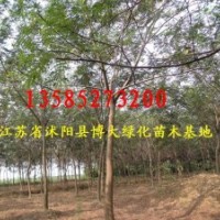 合歡價(jià)格報(bào)價(jià)/江蘇產(chǎn)地合歡價(jià)格報(bào)價(jià)