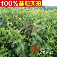 大量供應(yīng)紅王子錦帶 綠化工程苗