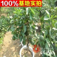 廠家常年供應(yīng) 天然優(yōu)質(zhì)代代橘