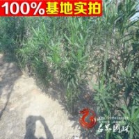 供應(yīng) 夾竹桃 紅花夾竹桃 數(shù)量大