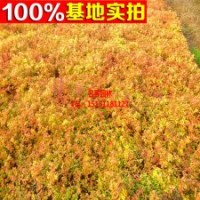 基地直銷 繡線菊 金焰繡線菊小苗