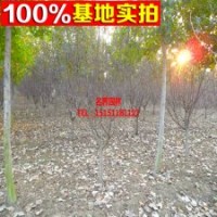 海棠基地常年批發(fā)北美海棠 小苗