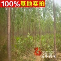 基地直銷【楊樹】 量大從優(yōu) 速生楊