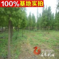 中山杉 樹形美 根系發(fā)達(dá) 好成活