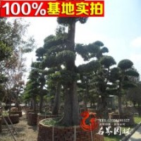 特價(jià)供應(yīng)榔榆 造型榔榆 工程苗