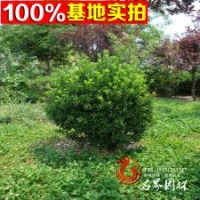 優(yōu)質(zhì)【冬青球】 規(guī)格齊全 工程苗