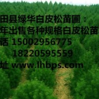 2015年綠化白皮松沒苗木