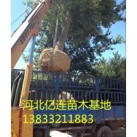 國槐基地、國槐苗圃、國槐小苗。國槐種植、國槐苗圃