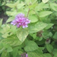 金山繡線菊 金焰繡線菊 珍珠繡線菊 平枝荀子