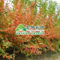 美國(guó)改良紅楓—夕陽(yáng)紅