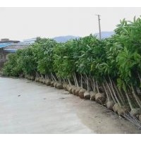 供應(yīng)白玉蘭，秋楓，紅花紫荊，宮粉紫荊，美麗木棉，小葉欖仁等苗