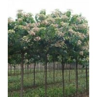 ３,４,５,６，公分海州常山