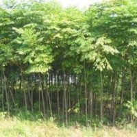 江蘇5公分7公分8公分10公分黃山欒價(jià)格 江蘇黃山欒產(chǎn)地