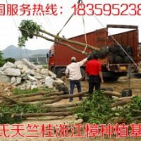 10公分天竺桂 供應10公分天竺桂 10公分天竺桂供應價格