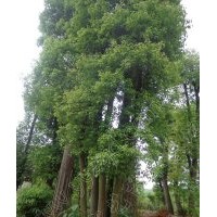 3桿叢生香樟，3桿多桿香樟