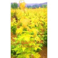 普林斯頓黃金楓