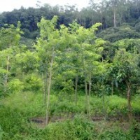 廣東黃花梨-云南黃花梨-四川黃花梨-海南黃花梨-貴州黃花梨-貴州