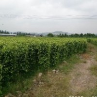 廣東垂葉榕-云南垂葉榕-四川垂葉榕-貴州垂葉榕-廣西垂葉榕