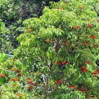 廣東假蘋婆-云南假蘋婆-四川假蘋婆-湖南假蘋婆-貴州假蘋婆-福建