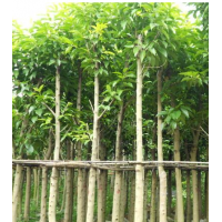 廣東荷花玉蘭-云南荷花玉蘭-四川荷花玉蘭-廣西荷花玉蘭-福建荷花