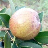 優(yōu)質(zhì)高產(chǎn)嫁接油茶苗基地