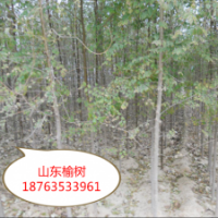 大量供應(yīng)榆樹苗2到6公分