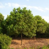 香樟，香樟小苗，安徽香樟，肥西香樟