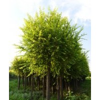 供應(yīng)不同規(guī)格金葉榆、榔榆、青檀、絲綿木