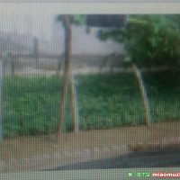 供應(yīng)金枝槐、金葉槐、扦插小苗