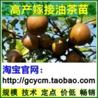 油茶苗,油茶樹(shù)苗,油茶苗價(jià)格,高產(chǎn)油茶苗,嫁接油茶樹(shù)苗